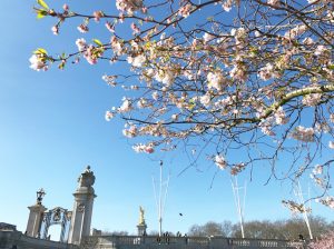 バッキンガム宮殿と桜