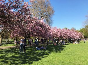 グリニッジ・パークの桜並木