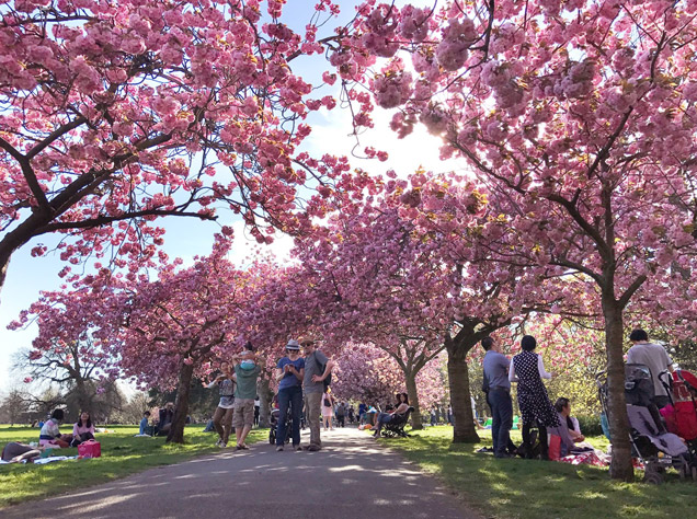 グリニッジ・パークの桜