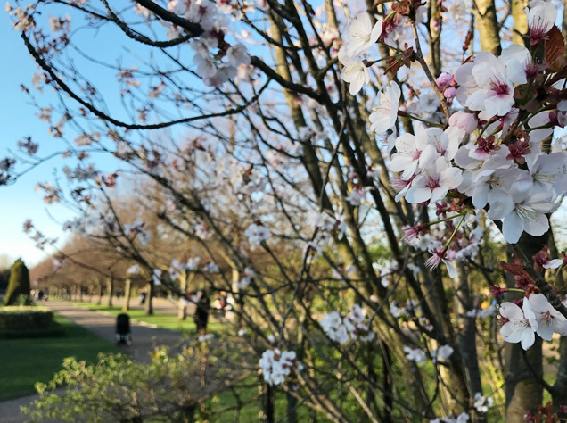 リージェンツ・パークの桜
