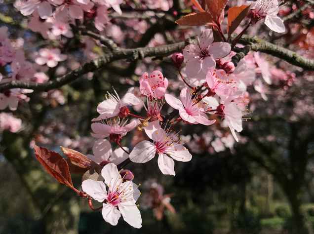 ヴィクトリア・パークの桜